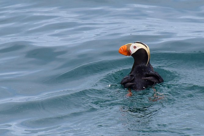 Kenai Fjords Orca Quest Cruise - Wildlife Sightings and Guest Reviews