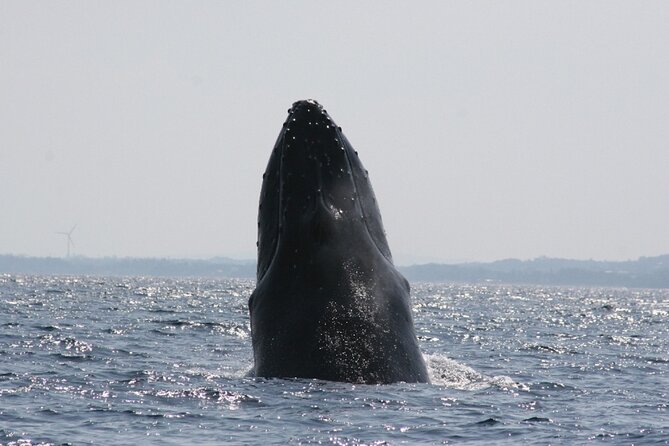 Kerama Tokashiki Island and Whale Watching Tour - Lunch and Refreshments