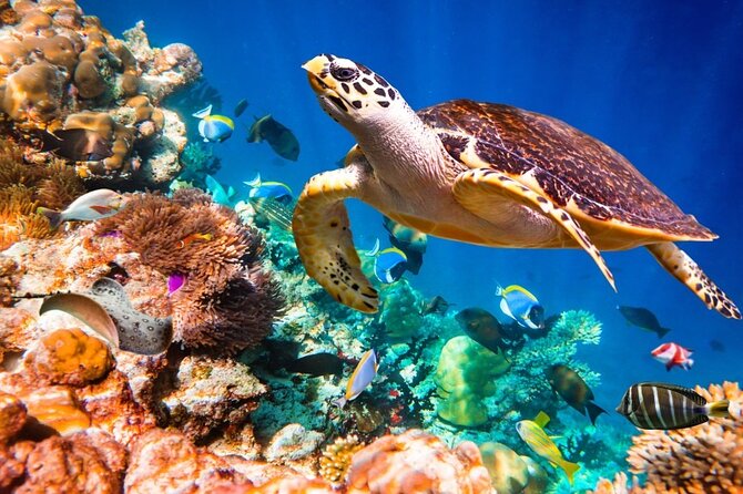 Key Largo Snorkeling Trips & Sandbar Tours - Indulge in the Convenience of Included Amenities