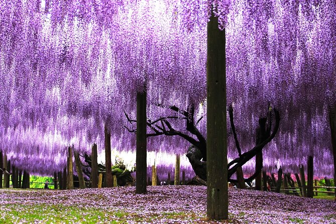 Kitakyushu Kawachi Wisterias Blossom Garden Day Bus Tour - Participation Guidelines