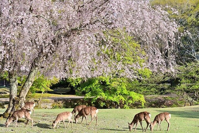 Kyoto Day Tour to Arashiyama, Fushimi Inari and Nara Deer Park - Experiencing the Tours Inclusions