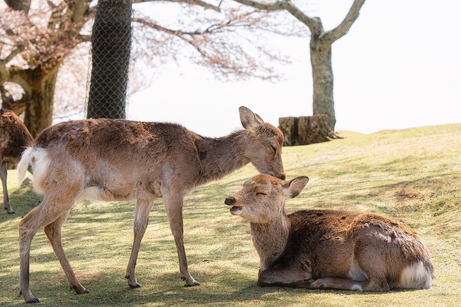 Kyoto & Nara & Uji: Full Day Sightseeing Tour From Osaka or Kyoto - Tour Highlights: Kyoto