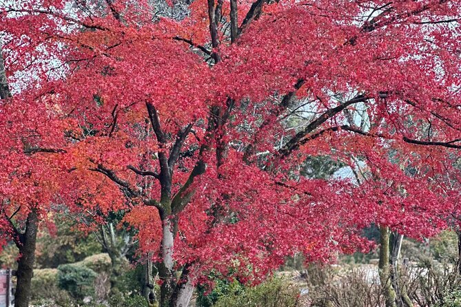 Kyoto Private Sightseeing Tours With English Speaking Driver - Pricing and Cancellation Policy
