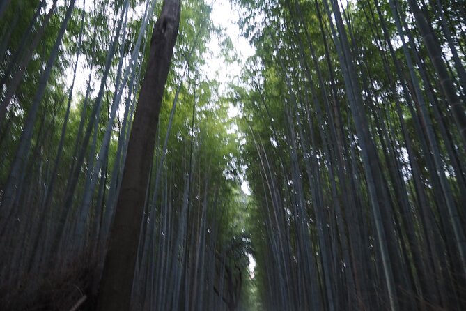 Kyoto Tour in Spanish: Fushimi Inari Bamboo Forest and Kinkakuji - Transportation and Fitness Level
