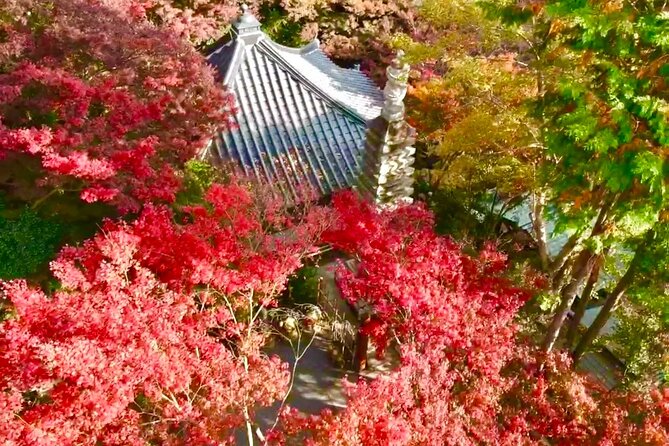 Kyushu Highlights Tour Temples Hot Springs and Anime Adventure - Meeting the Tour Guide and Transportation