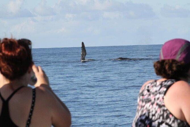 Late Morning Whale Watch Cruise From Abay - The Sum Up