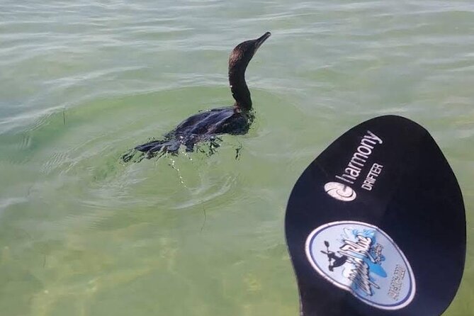 Lido Key Pedal Kayak Tour in Sarasota - Wildlife Encounters