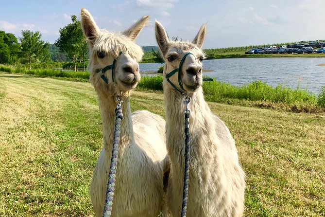 Llama/Alpaca Hike and Farm Tour - Accessibility and Inclusions