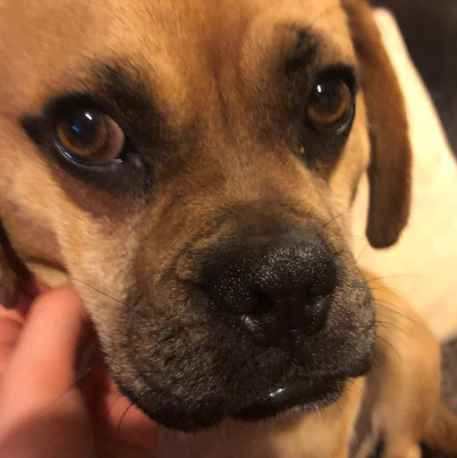 Logis Hotel Les Vosges - Policies and House Rules