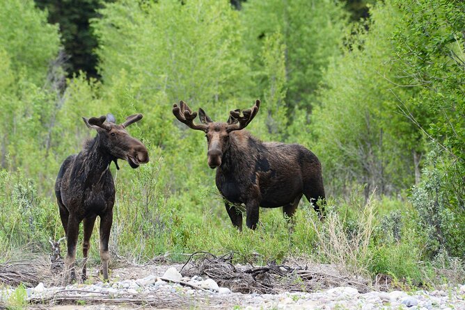 Luxury Private Half-Day Grand Teton National Park Tour - Traveler Reviews and Feedback