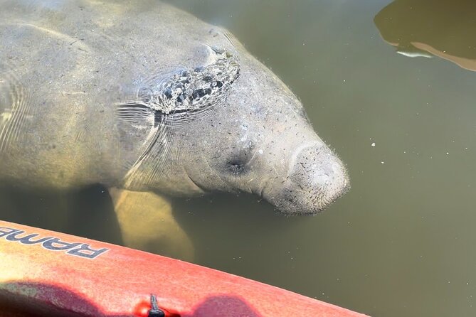 Manatee Discovery Anna Maria Island - Insights From Knowledgeable Naturalist Guides