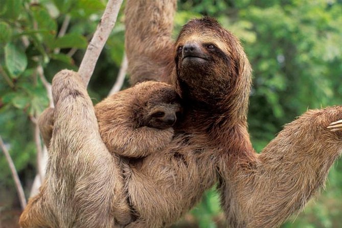 Manuel Antonio National Park, PRIVATE Day Tour From Jaco - Wildlife and Natural Attractions