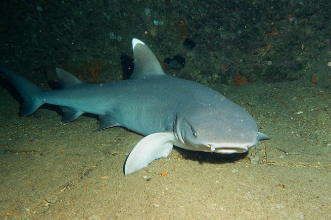Maui Certified Shore Diving From Lahaina - Included Equipment and Logistics