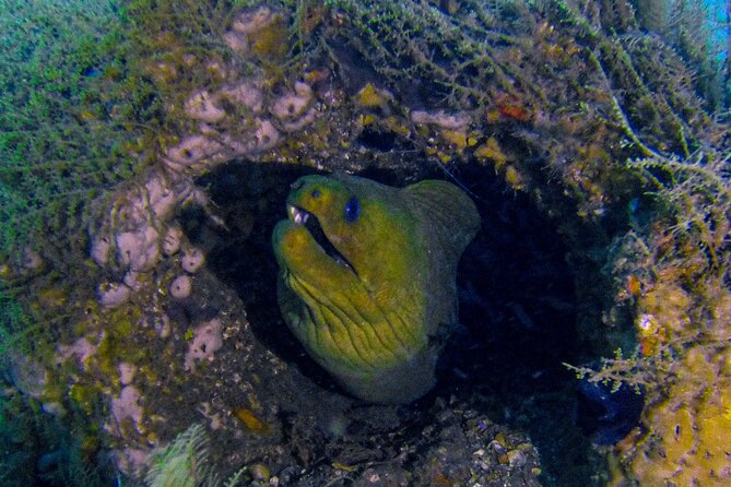 Miami Two Tank Dive Trip - Dive Site Highlights