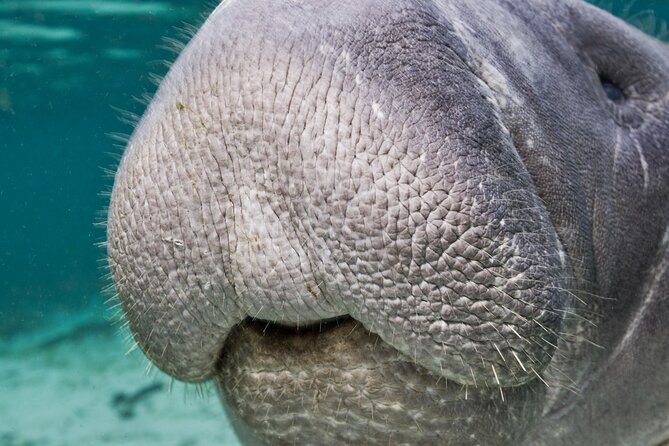 Morning Swim and Snorkel With Manatees-Guided Crystal River Tour - Boat Travel and Safety
