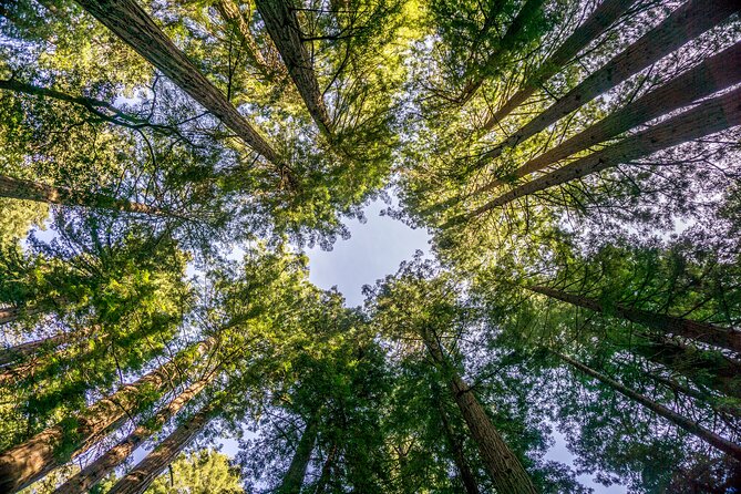 Muir Woods & Sausalito Tour - Booking Information and Policies