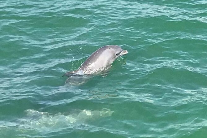 Myrtle Beach Dolphin Cruise - Family-Friendly Adventure for All Ages