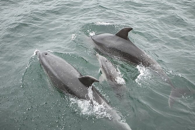 Myrtle Beach Sunset Dolphin Cruise Experience in Murrells Inlet - Booking Information and Pricing