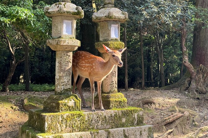 Nara: Half-Day Private Tour of 4 Must-See Spots & Deer Park - Pricing and Cancellation Policy