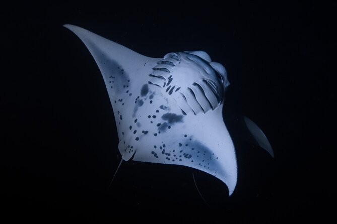 Night Manta Ray Snorkel With Videos - The Sum Up