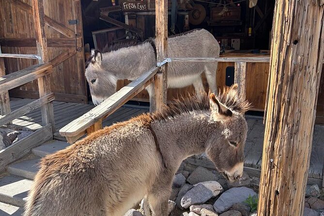 Oatman – Old Western Town RT66 Museum Black Mountain Scenic Drive - Accessibility and Additional Information