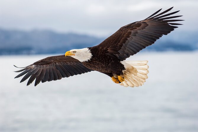 Only Wildlife and Whale Watching Tour Leaving From Seattle - Cancellation and Accessibility