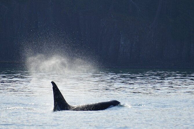Orca Whale Tour From Orcas Island - What to Expect on the Tour