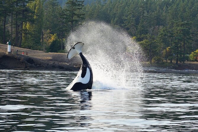Orca Whale Tour Near Seattle - Accessibility and Participation Information