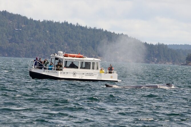 Orcas Island Whale Watching - Educational Commentary