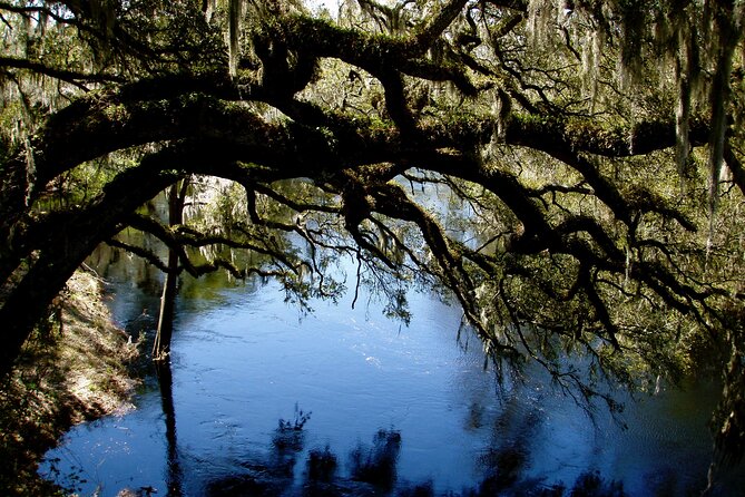 Orlando Alligator Experience - Breaks and Picnic-Style Lunch