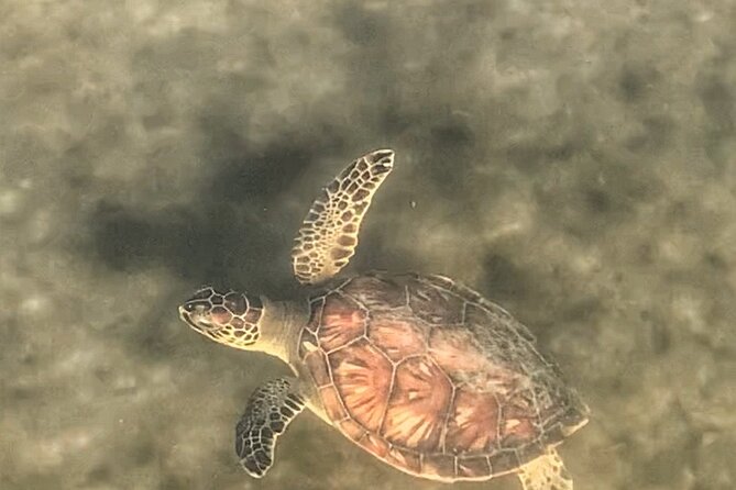 Paddle Boarding Eco Adventure Tour Jupiter Florida - Singer Island - Reviews and Ratings