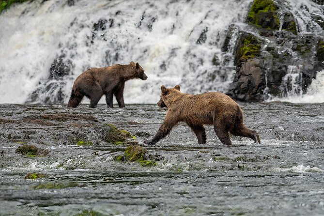 Peak Season Bear Viewing By Seaplane - Health and Safety Considerations