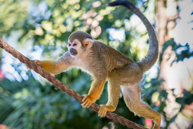 Phoenix Zoo Admission Ticket - Accessibility and Amenities