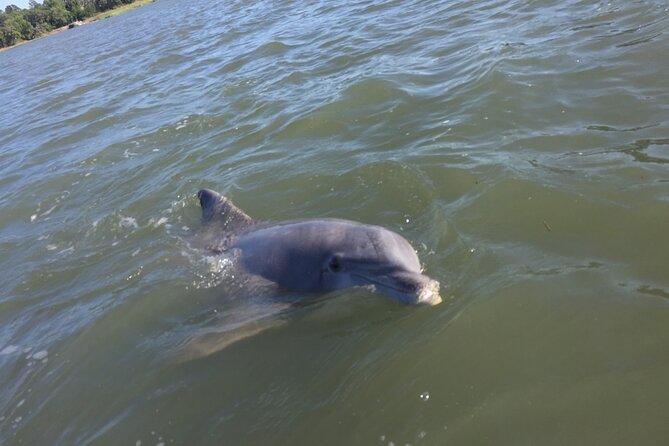Pontoon Boat Rental in Hilton Head Island - Reviews and Ratings