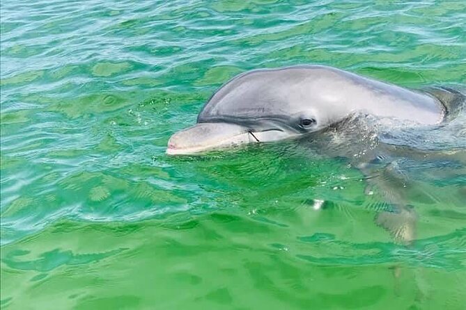 Private 3 Hour Powerboat Dolphin Cruise With Remote Beach Stop up to 6 Guests - Guest Reviews and Feedback