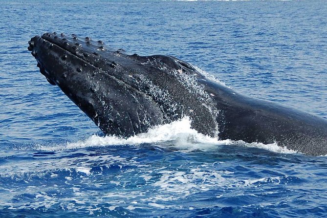 Private Charter: Customizable Big Island Boat Adventure - Whale Watching in Winter