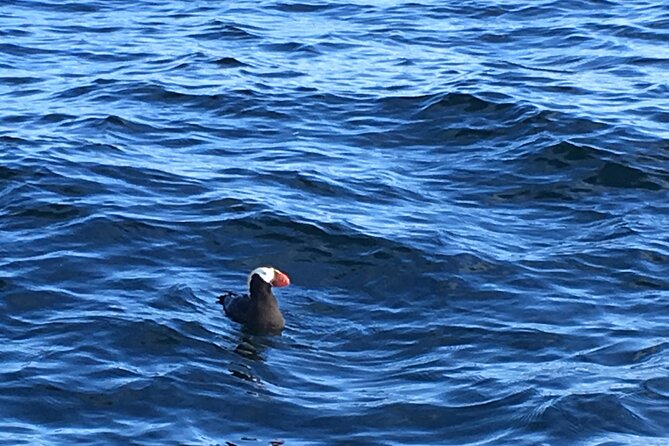 Private Charter Scenic Wildlife Excursion for Cruise Passengers - Participant Restrictions and Recommendations