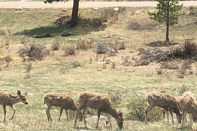 Private Day Tour From Denver to Estes Park and Rocky Mountain National Park - Customizable Tour Routes