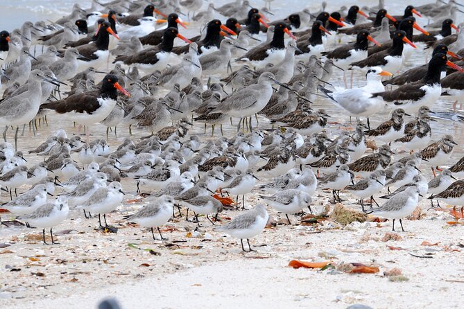 Private Everglades National Park Photography, Birding and Wildlife Safari - Captivating Landscapes