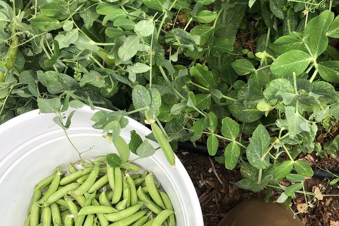 Private Farm Workshop in Napa Valley - How to Book Your Experience
