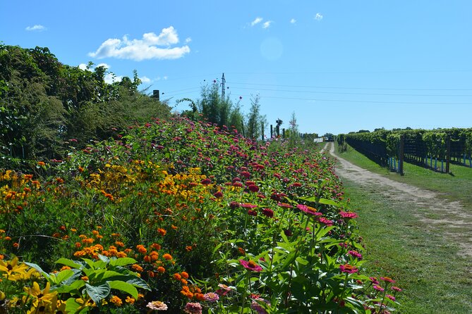 Private Guided Wine Country Bike Tour in Mattituck - Meeting Point and Transportation