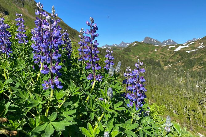 Private Hiking Tour in Sitka, Alaska - Traveler Experiences