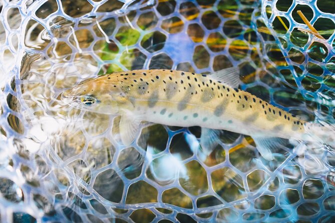 Private Hokkaido Fishing Tour With a Licensed Fisherman - Fishing Techniques and Methods
