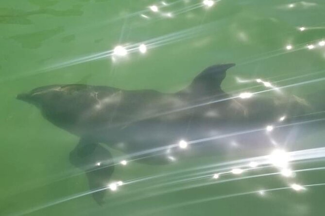 Private Island Paradise: Dolphin, Shelling, Birding Eco Boat Tour - Accessibility Considerations