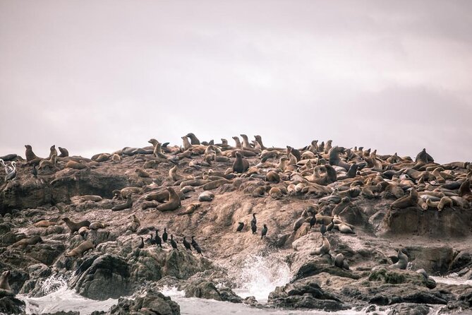 Private Sailing Tour of Bodega Bay - Sailing Through Bodega Bay