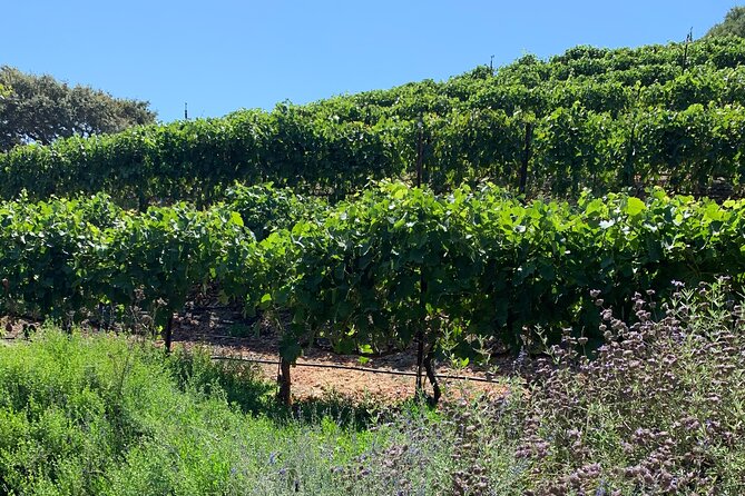 Private Santa Ynez Wine Tour (All-Inclusive) - Inclusions and Amenities