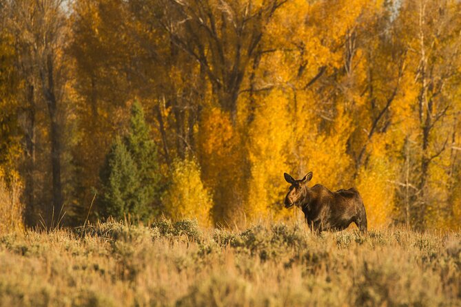 Private Sunset 4-Hour Grand Teton Wildlife Adventure - Inclusions and Amenities