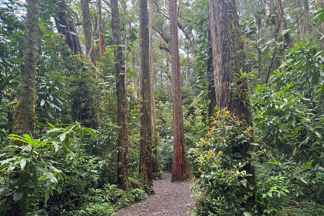 PRIVATE TOUR-Hike Diamond Head & Hawaiian Waterfall - Booking and Cancellation