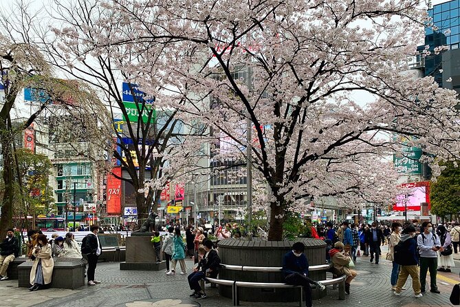 Private Transfer From Narita Airport to Prince Hachi City Japan - Start Time and Accessibility
