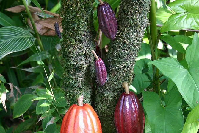 Private Waterfall, Rainforest, Chocolate Tour & Historical Sites - Customer Reviews